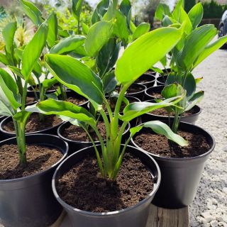 🌿✨ Strelícia reginae – exotická hviezda nášho e-shopu! Hľadáš rastlinu, ktorá zmení priestor na luxusnú oázu? Strelícia,...