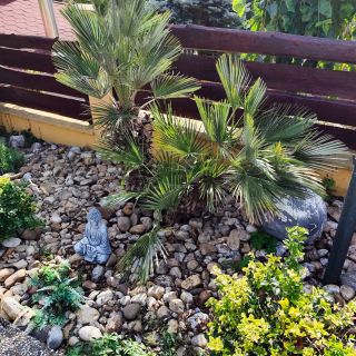 Jedna rýchla výsadba na ráno 🪏 Chamaerops humilis, Acer palmatum Garet, Hurmikaki rojo briliante, Granátové jablko a...